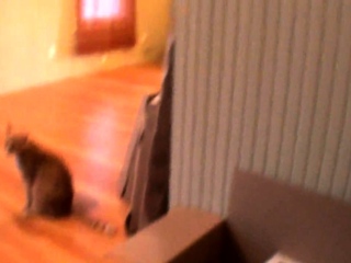 Sexy Amateur Softcore Fun